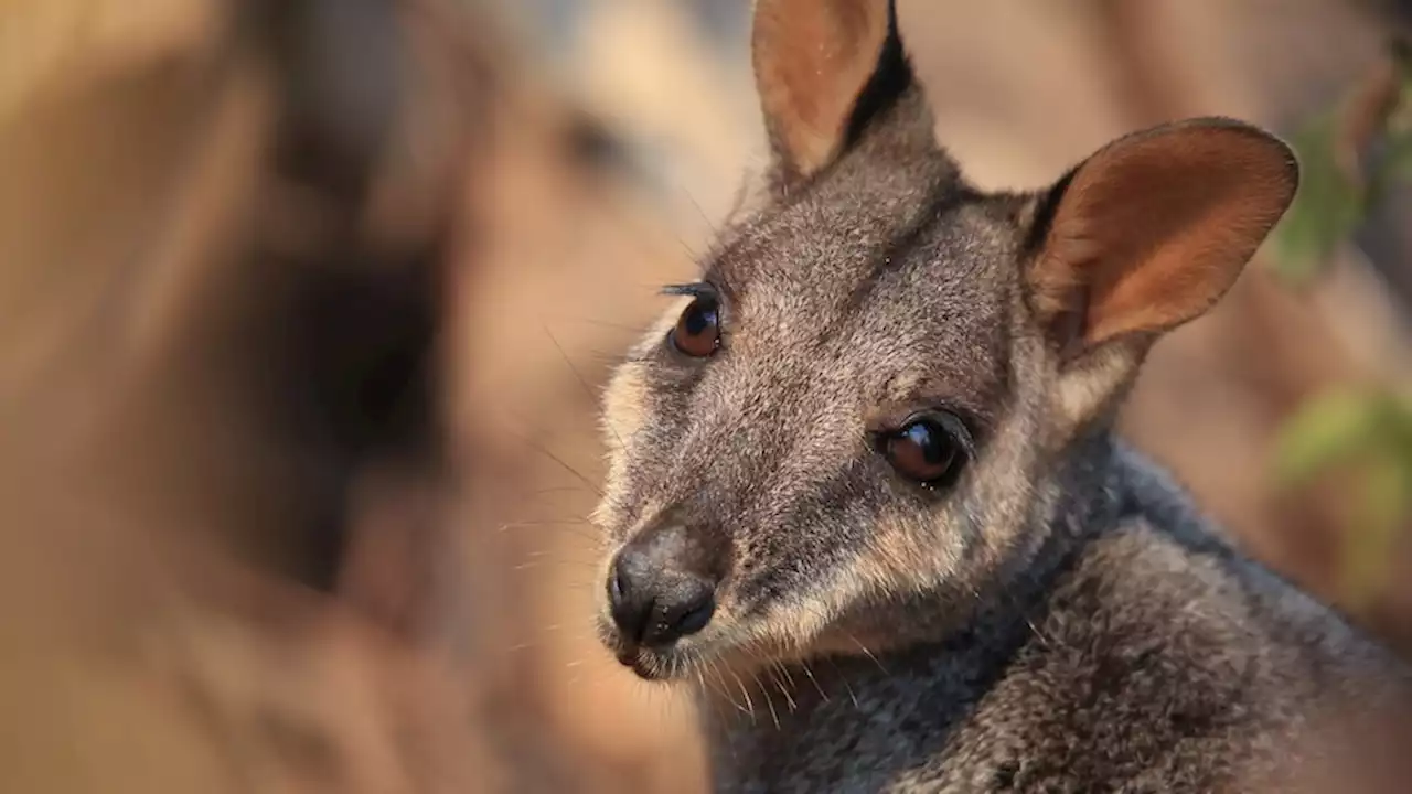 The 'half-way house' trying to save 'incredible little wallaby' from extinction