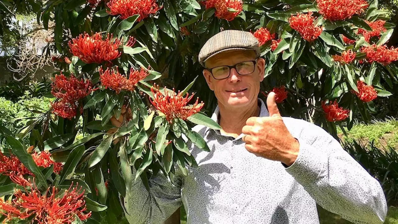 'The trick is to make it look like it’s always been there': Why Tim resorted to illegal greening to boost Sydney's tree cover