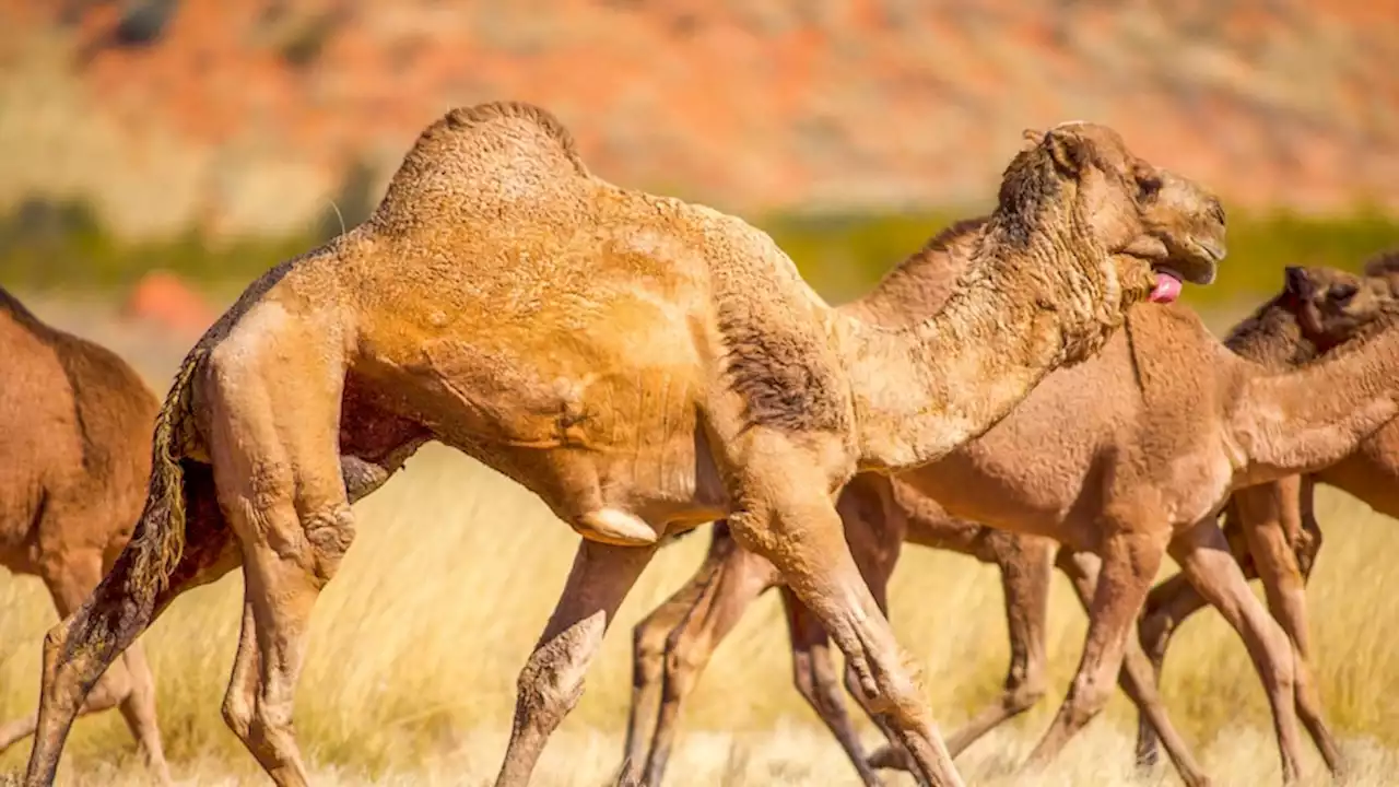 Why pet food could hold the answer to Jack Carmody's feral camel problem