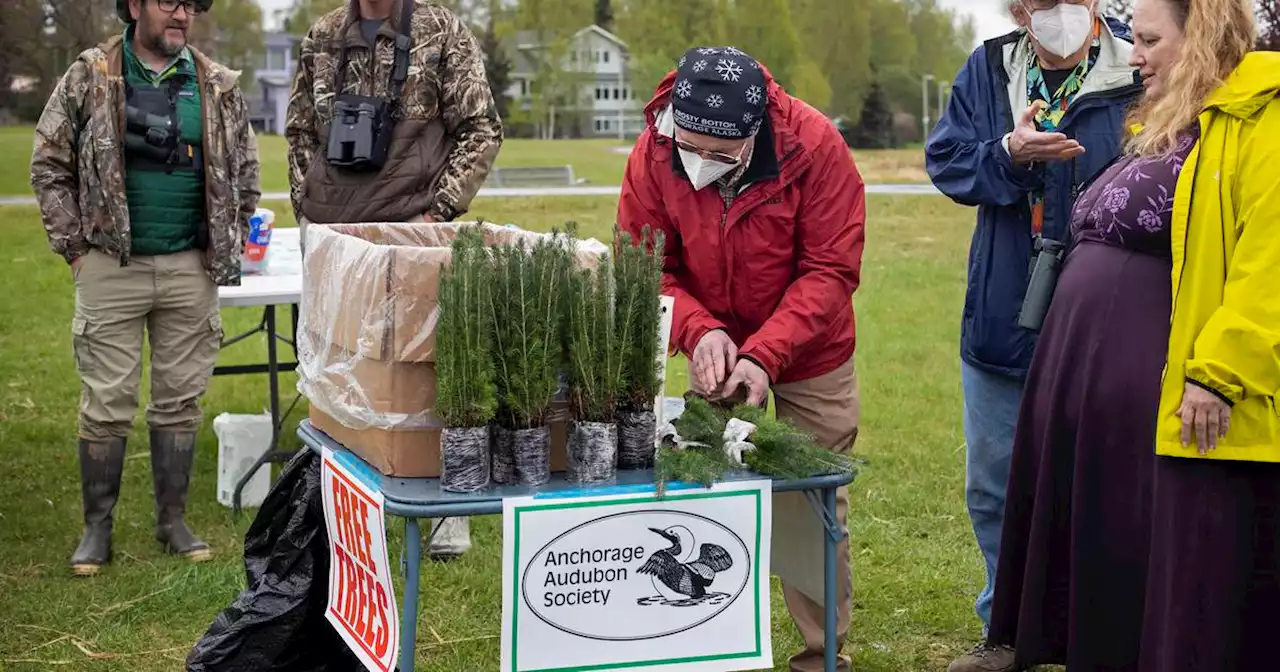 Anchorage Audubon Society is giving away 10,000 spruce seedlings