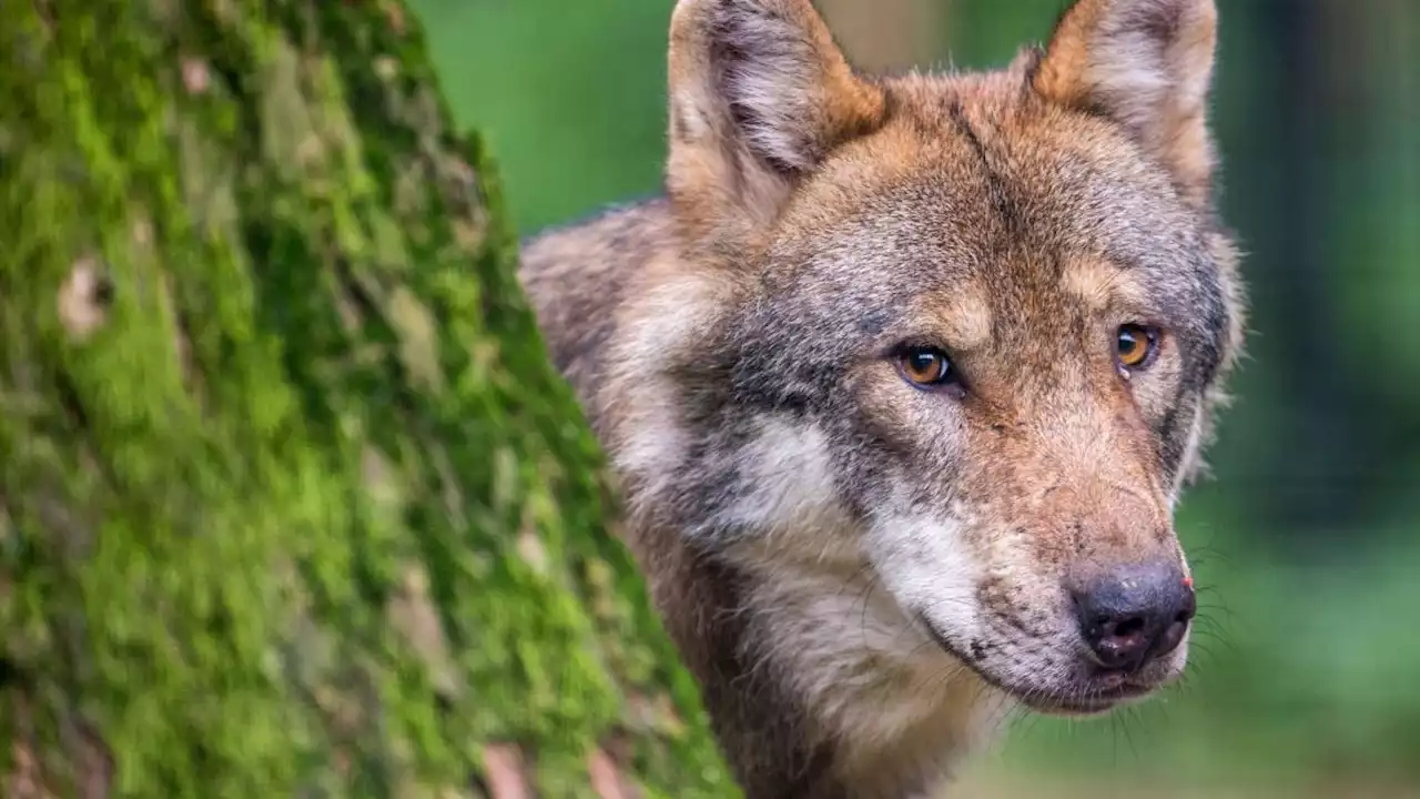 Diskussion um Abschüsse: Die Meute jagt den Wolf