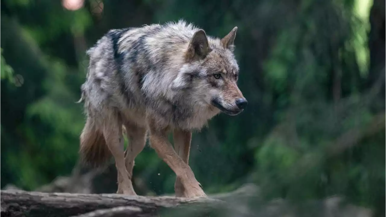 Streit um den Wolf: Abschießen oder leben lassen?