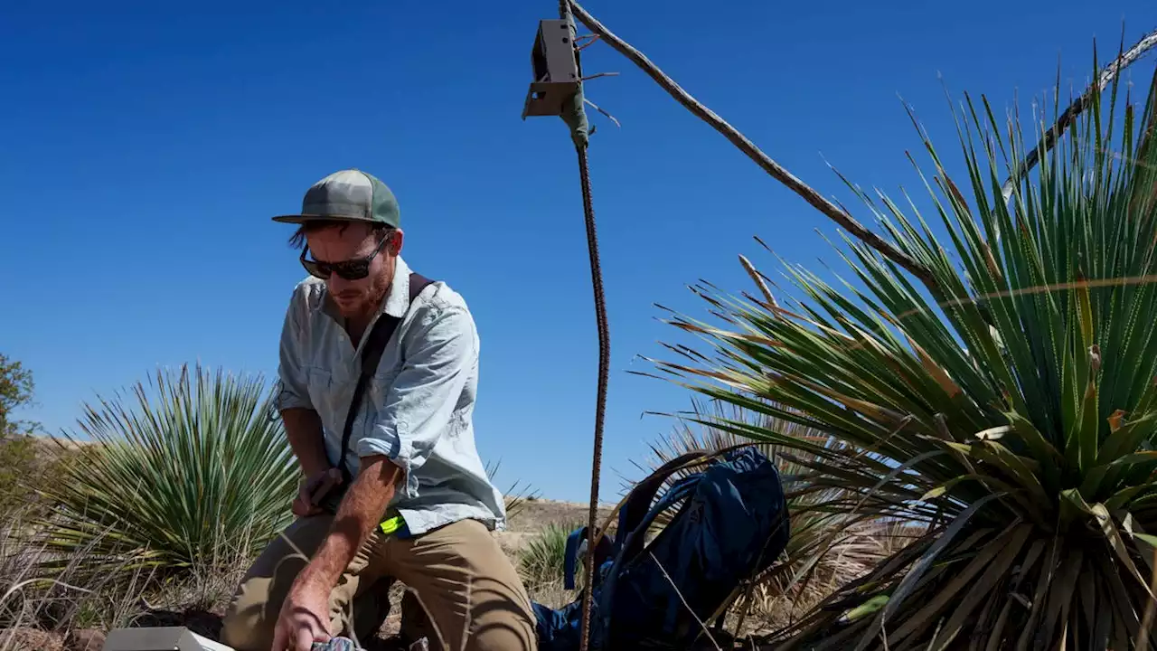 Along the wall at the biodiverse US-Mexico border, study saw decrease in some animal populations