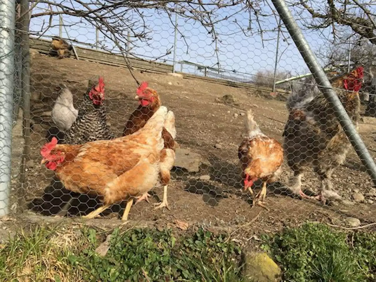 Örtlich begrenzte Vogelgrippe-Massnahmen bei Bedarf - bauernzeitung.ch