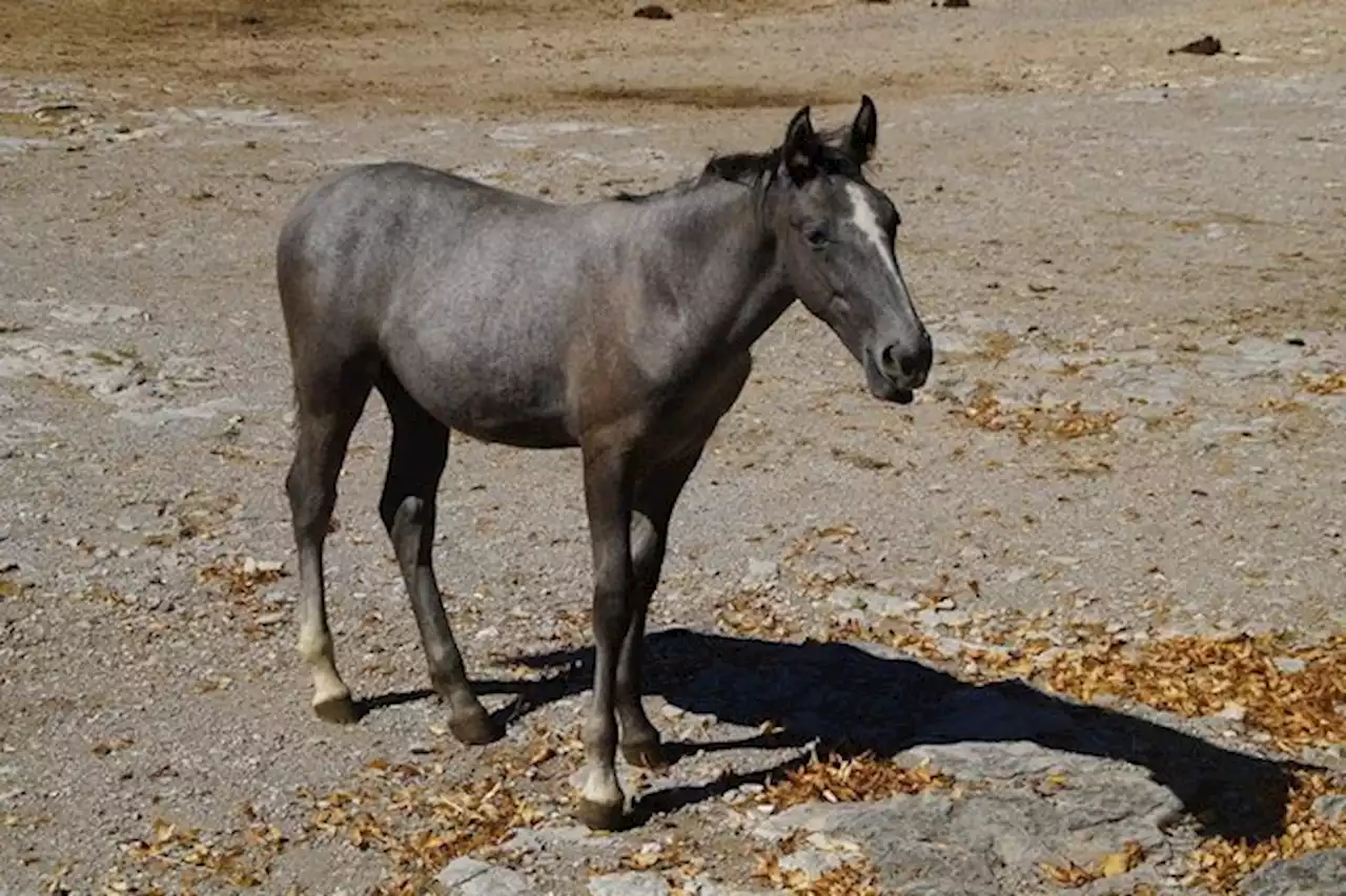 Wölfe töten vier Lipizzaner-Fohlen in Italien - bauernzeitung.ch