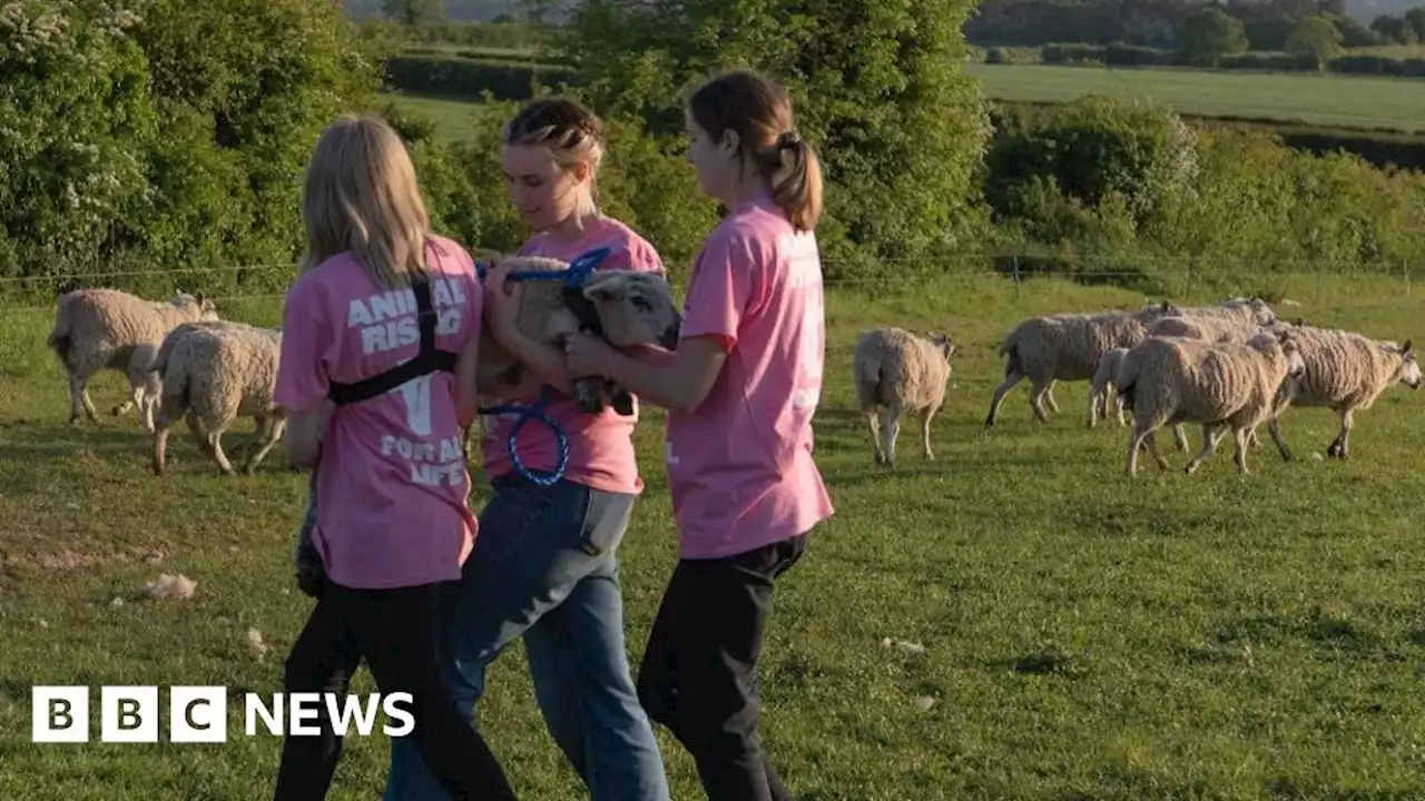 Lambs stolen from King's Sandringham estate still missing