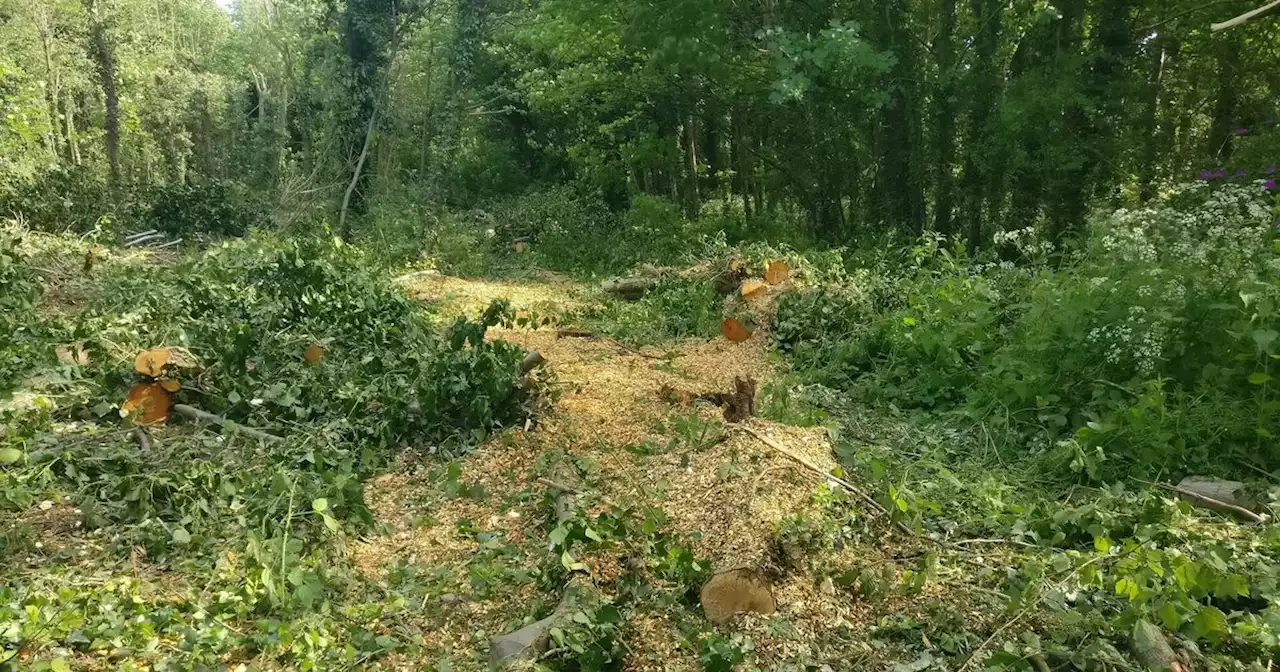 Belfast residents outraged after trees cut down in popular park