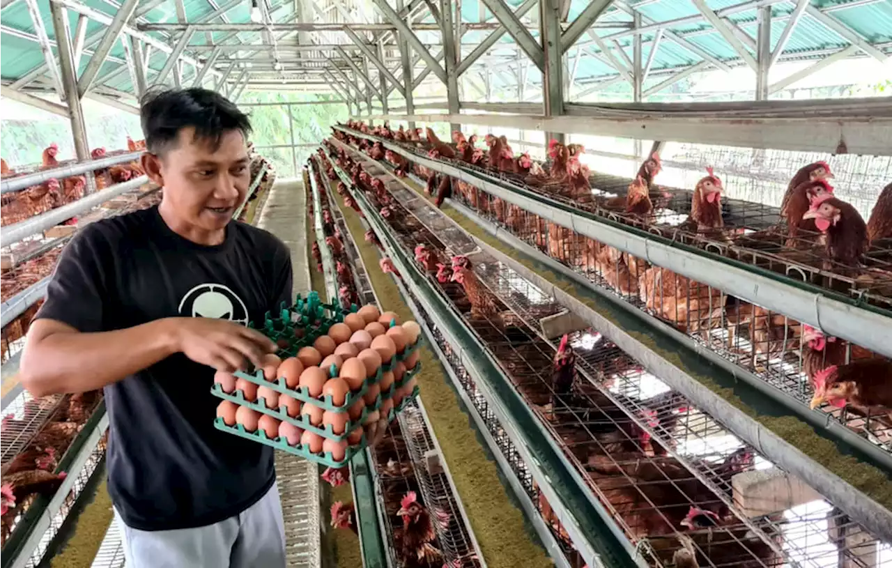 Harga Telur Naik, Peternak Ayam Petelur Kewalahan Penuhi Permintaan