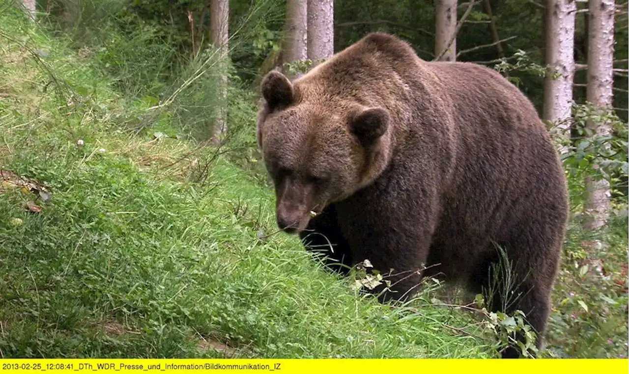 Der Bär in Bayern: Was müssen Wanderer in den Alpen beachten?