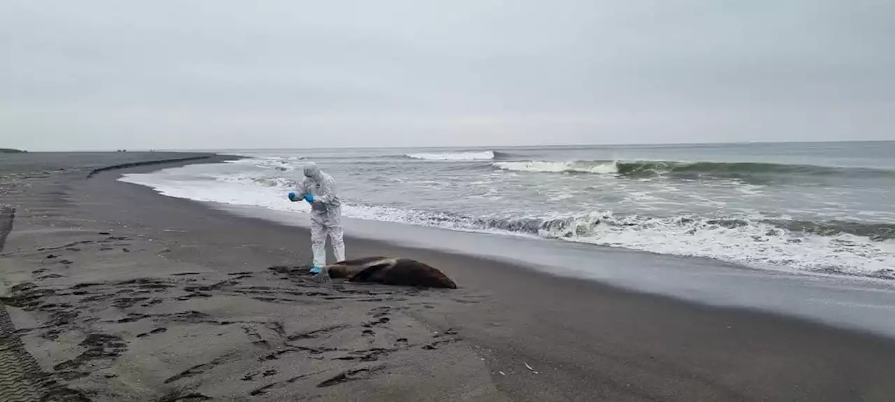 Gripe aviária se espalha no Chile e mata quase 9 mil animais marinhos