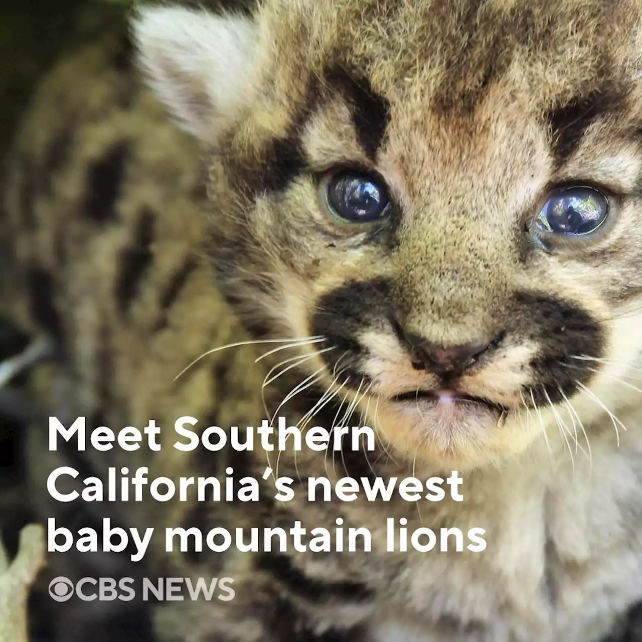 See the photos of a mountain lion's all-female litter of kittens born in the wilderness near Los Angeles