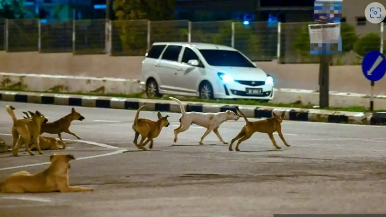 Malaysian MP calls for guidelines on dog-catching after elderly man dies trying to save pet