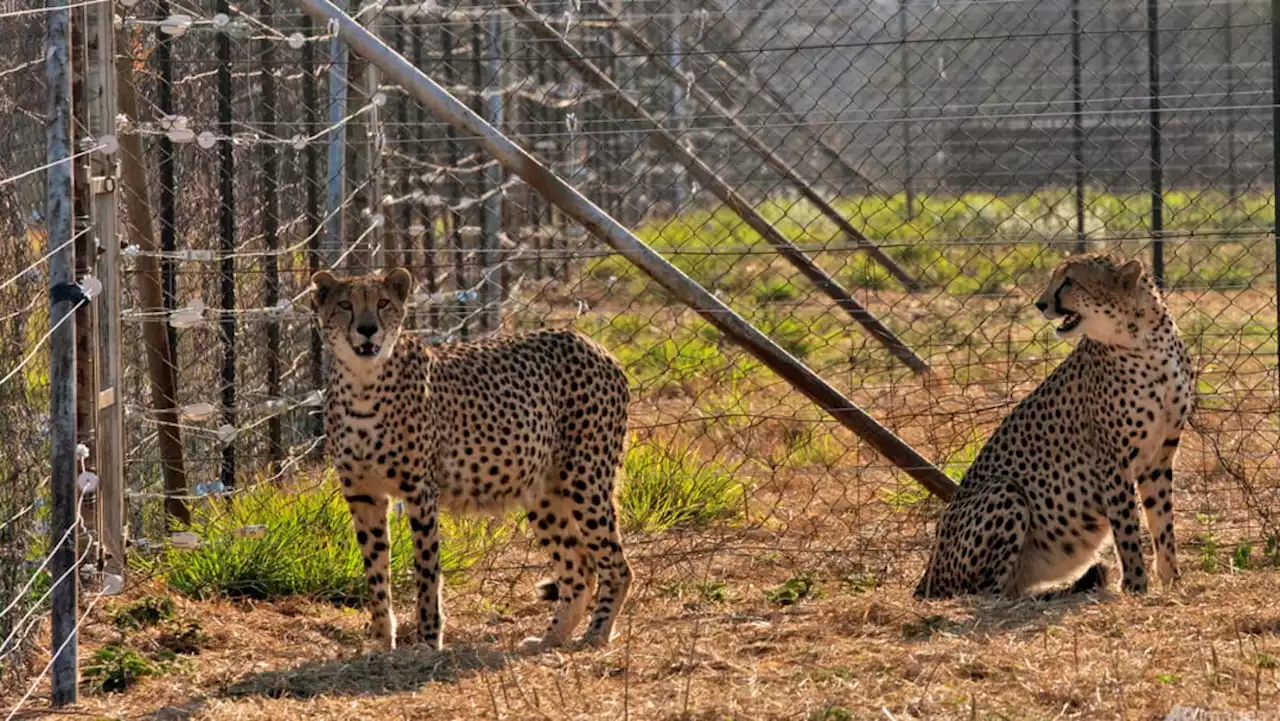 Three cheetah cubs die in India amid sweltering heatwave