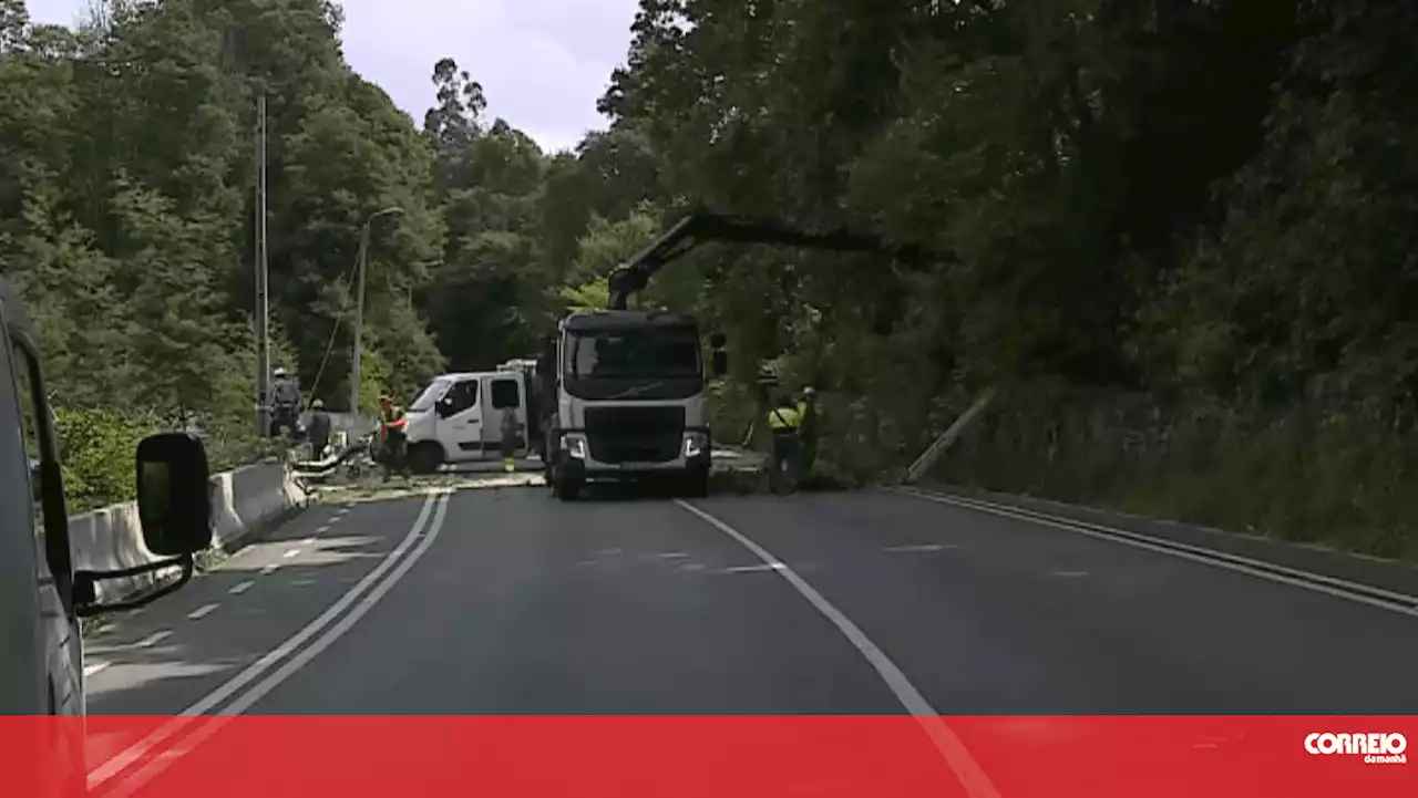 Dois homens feridos após serem atingidos por árvores na EN209 em Gondomar