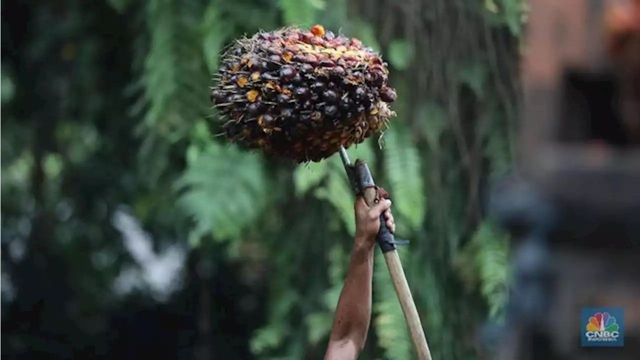 Produksi Diramal Bakal Suram, Harga CPO Mulai Naik