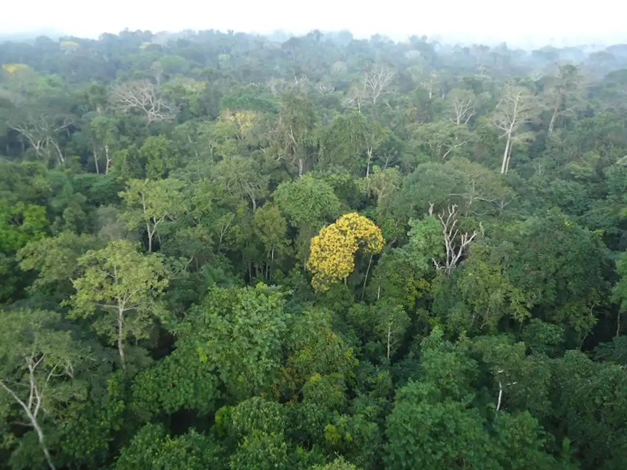 ONU confirma Belém como sede da COP-30 em 2025