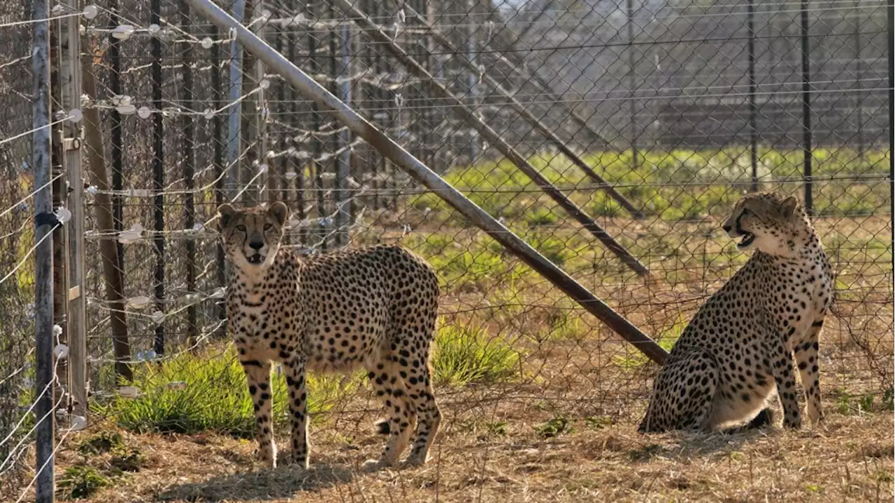 Three cheetah cubs die in India amid sweltering heat wave