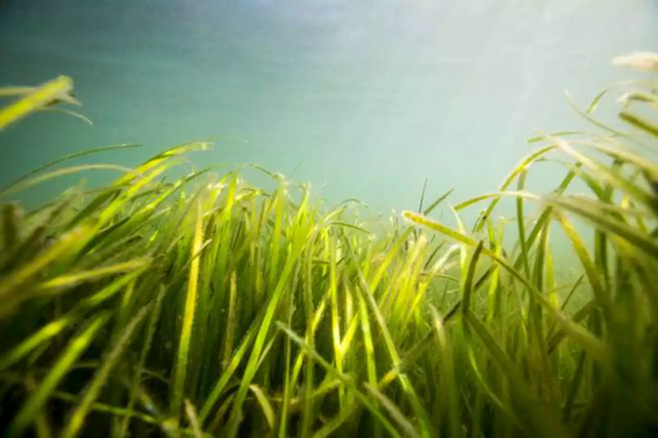 Niveles de oxígeno se reducen en la profundidad del mar antártico por el deshielo