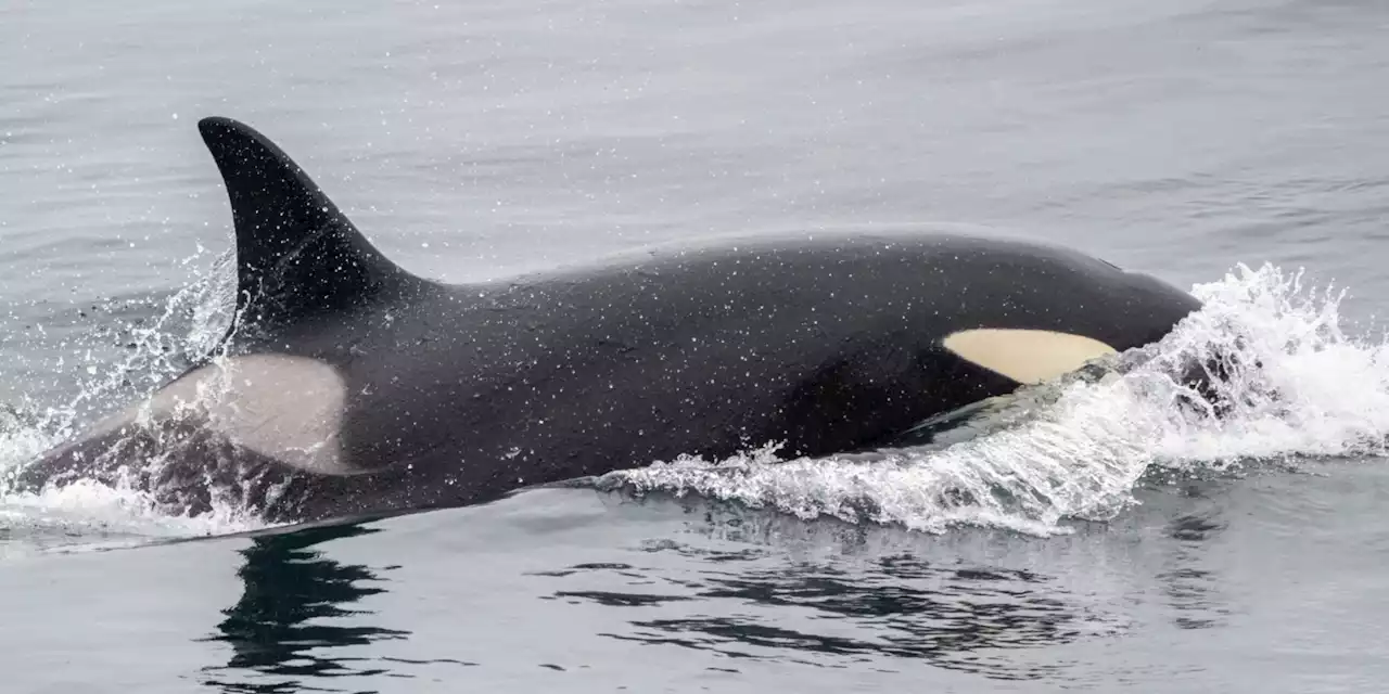 Espagne : pourquoi les attaques d'orques contre des bateaux se multiplient-elles ?