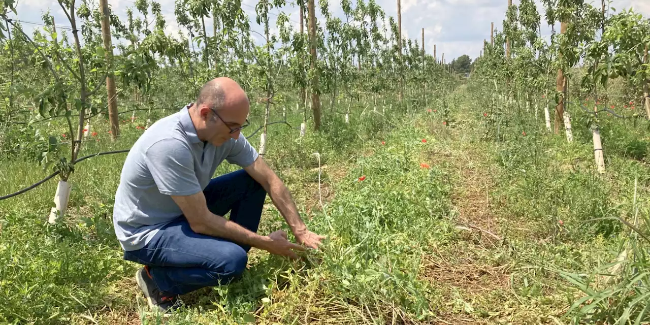 Sécheresse : dans l'Hérault, un agriculteur pratique l'agriculture régénératrice pour conserver l'eau