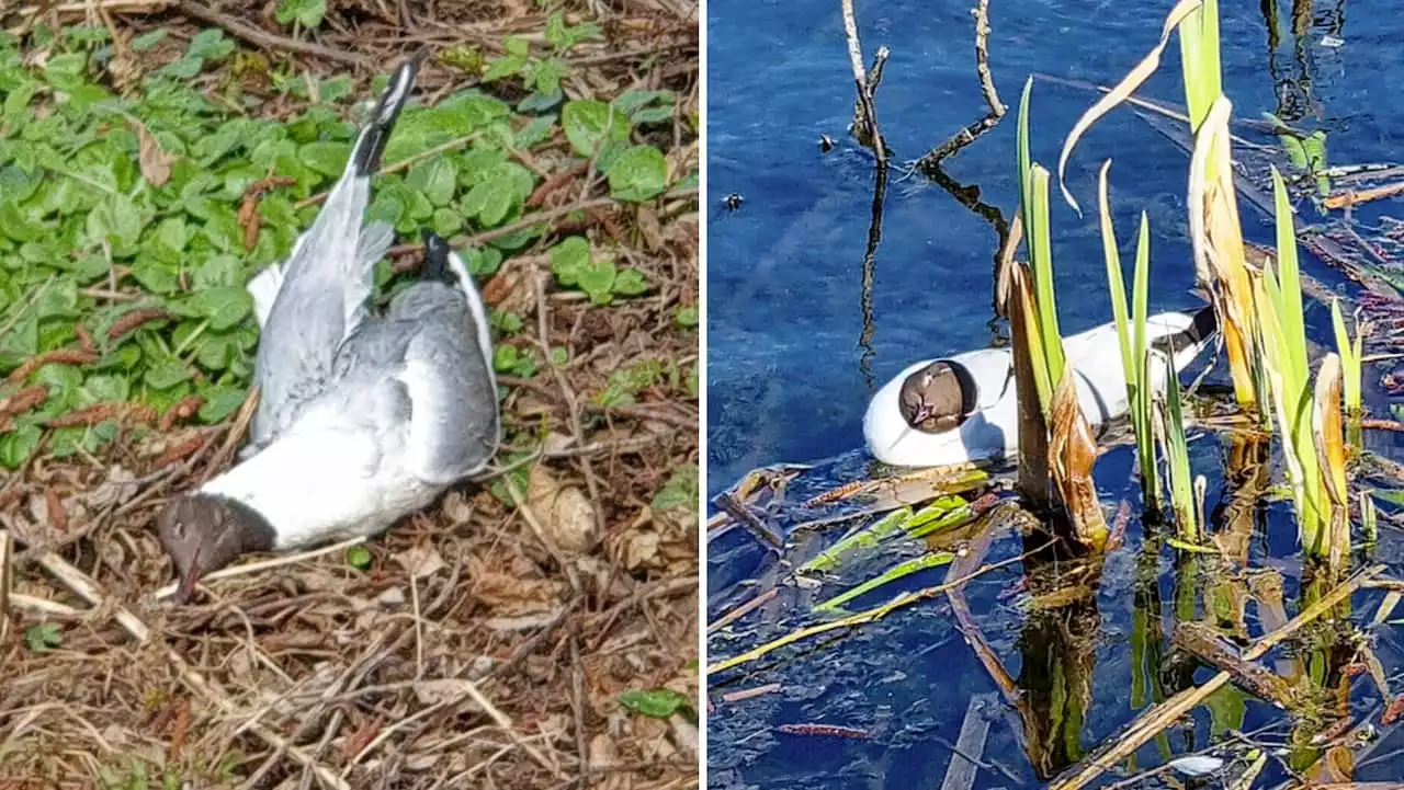 Mer än 800 fåglar hittade döda vid sjö