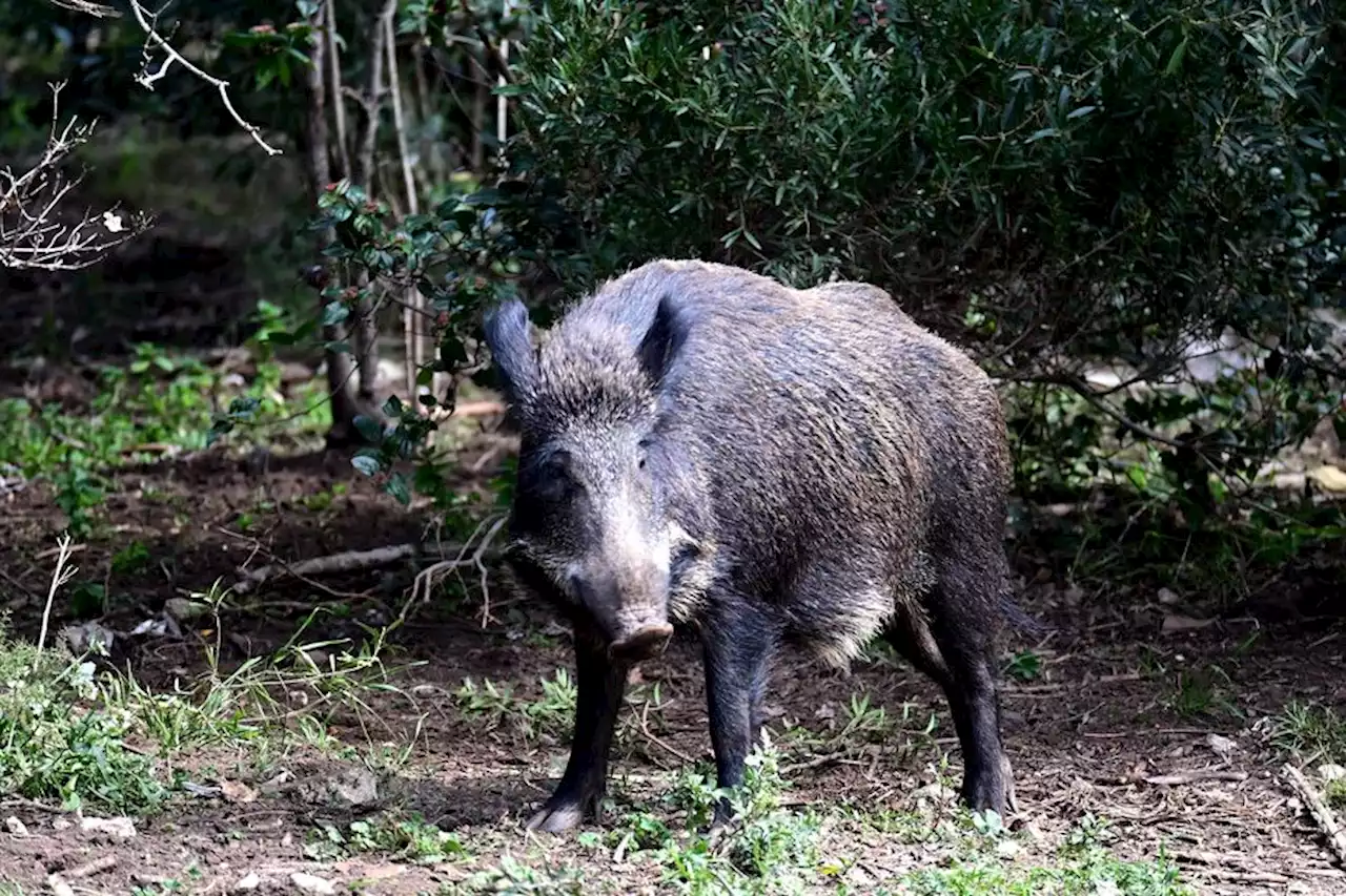 L'ouverture de la chasse au sanglier et au chevreuil avancée au 1er juin dans l'Hérault, pour 'limiter les dégâts forestiers et agricoles'