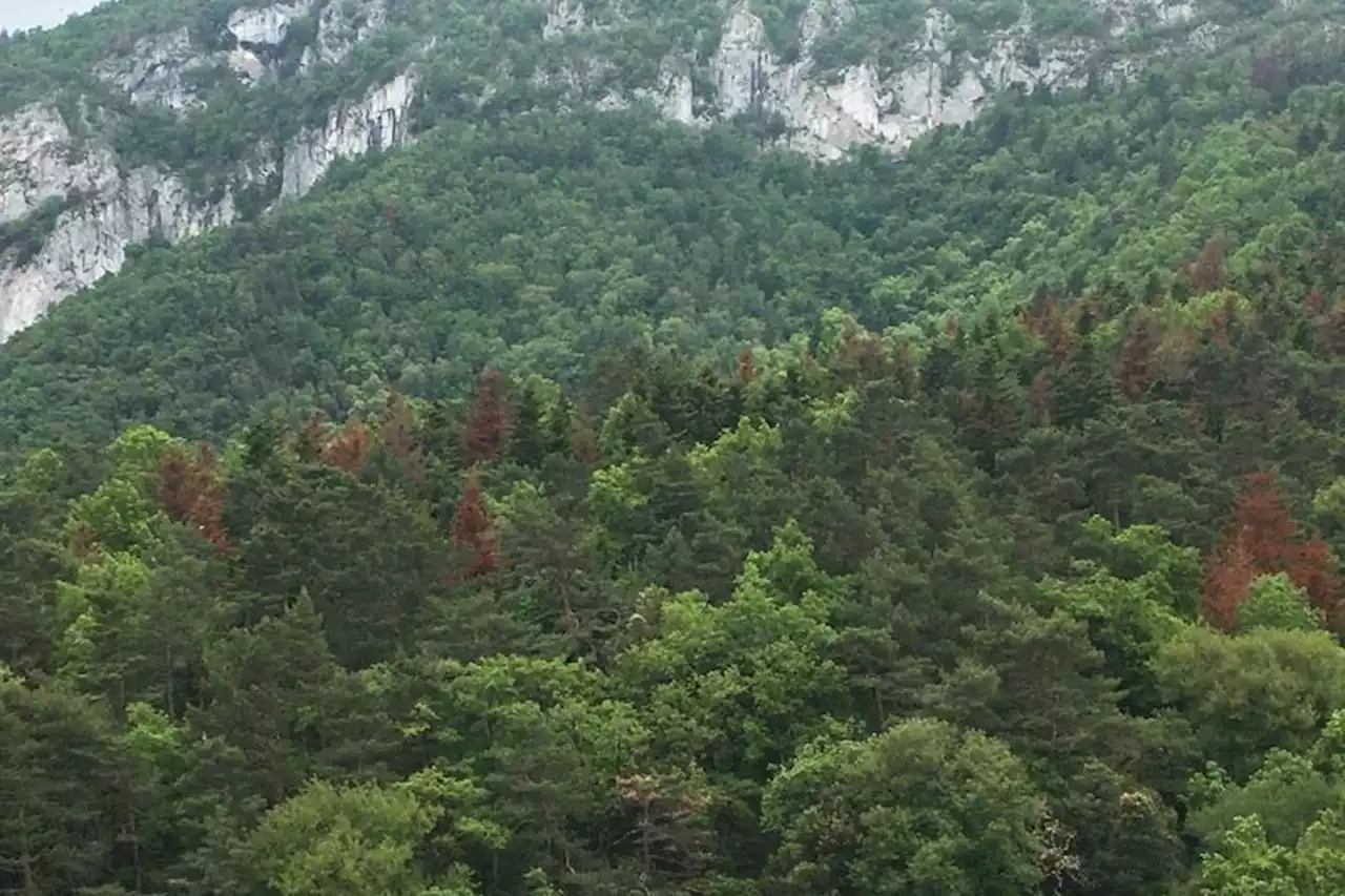 Sécheresse : 'il y a des zones où le sapin est en train de disparaître', quand la forêt change face au réchauffement climatique