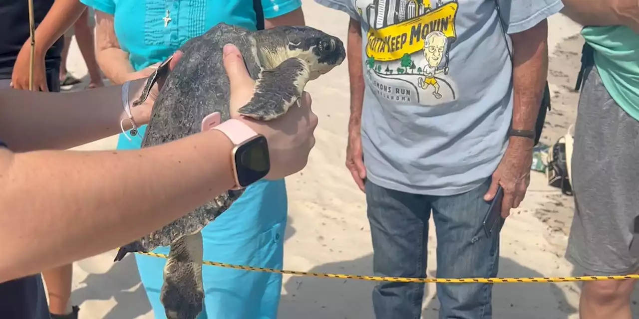 Mississippi Aquarium releases 100th endangered sea turtle