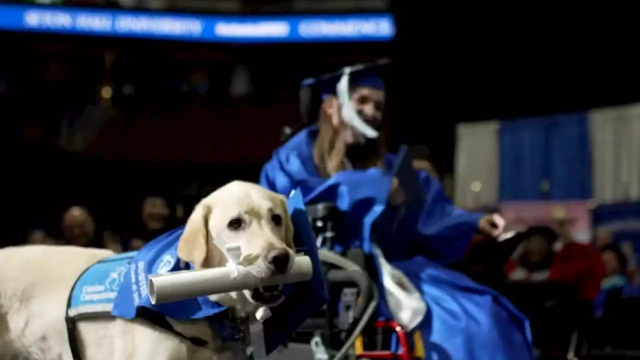 Watch: Service dog earns diploma, steals the show at college graduation