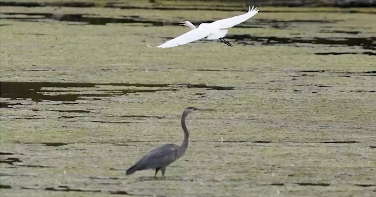 U.S. Supreme Court rolls back wetland pollution protections in blow to EPA - National | Globalnews.ca