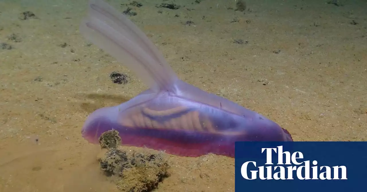 More than 5,000 new species discovered in Pacific deep-sea mining hotspot