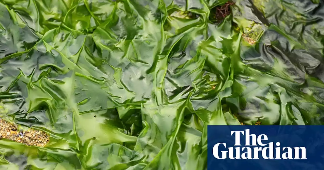 Seaweed could avert food crisis caused by extreme weather