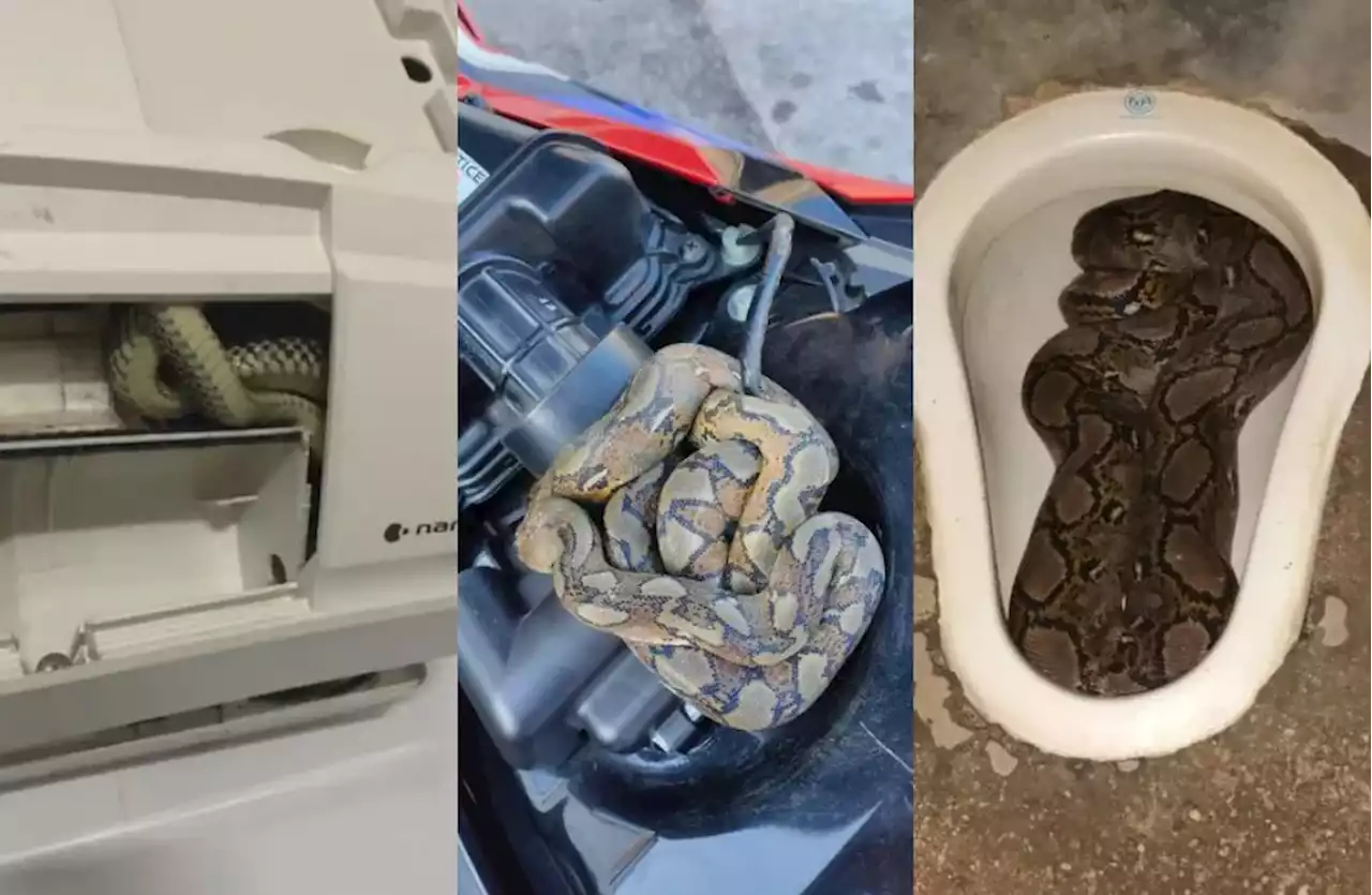 Escaping The Heat: Snakes Found In Motorcycle, Air-Con & Toilet - Hype MY