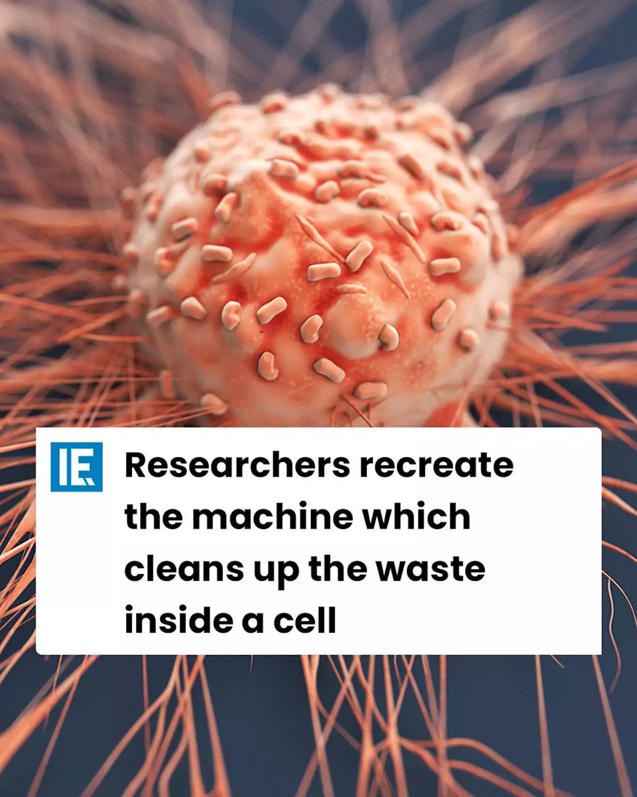 Researchers recreate the machine which cleans up the waste inside a cell