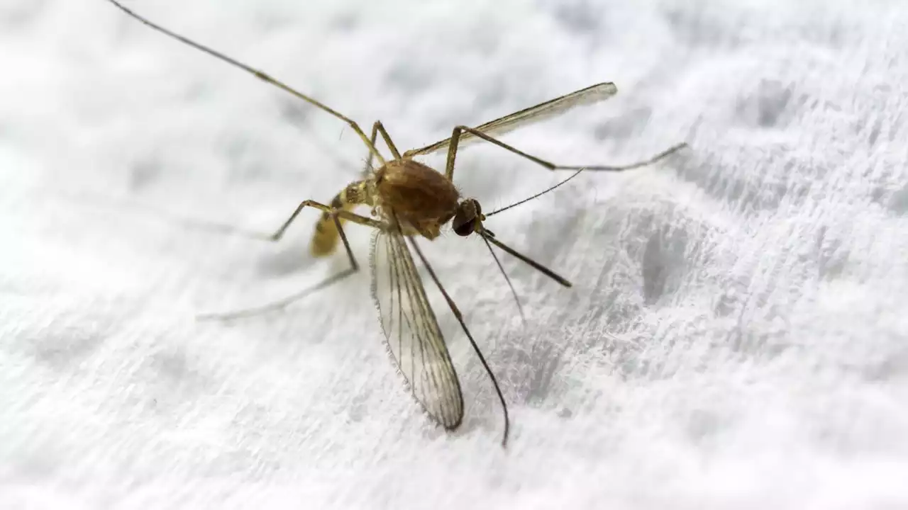 New clothing fabric blocks mosquito bites and provides comfort