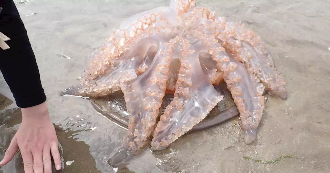 Unusually large numbers of jellyfish being washed up on Irish shores