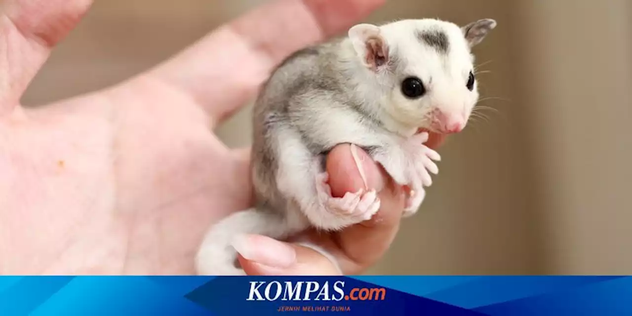 6 Hewan Peliharaan Eksotis yang Cocok untuk Rumah Kecil