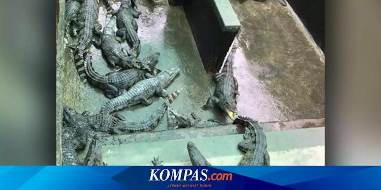 Pria di Kamboja Tewas Setelah Jatuh ke Kandang Berisi 40 Buaya