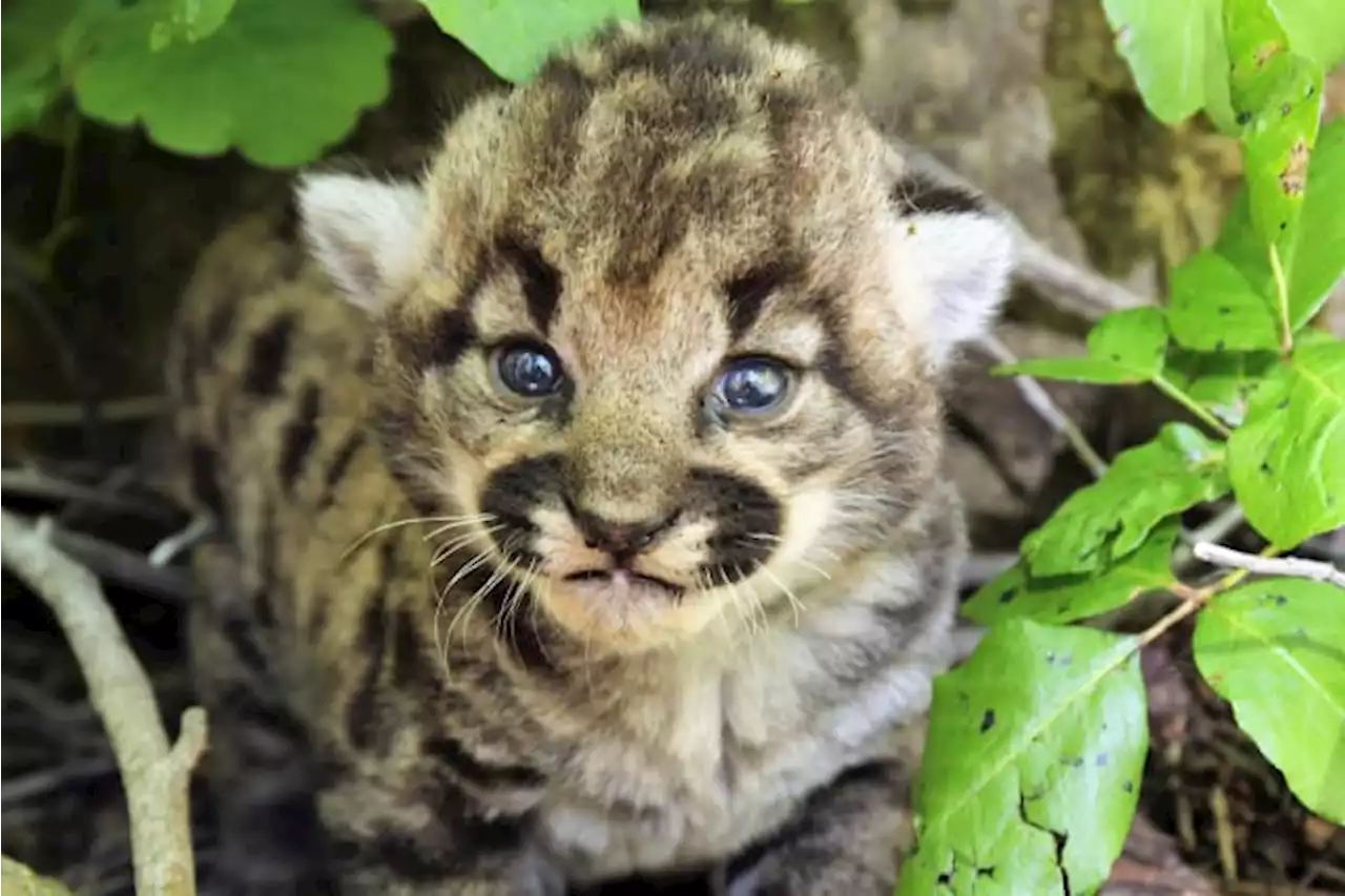 3 healthy kittens born to mountain lion tracked by biologists in wilderness near Los Angeles