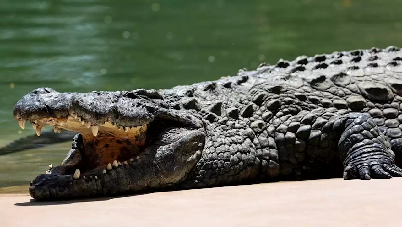 Un homme dévoré par 40 crocodiles après avoir chuté dans un enclos au Cambodge