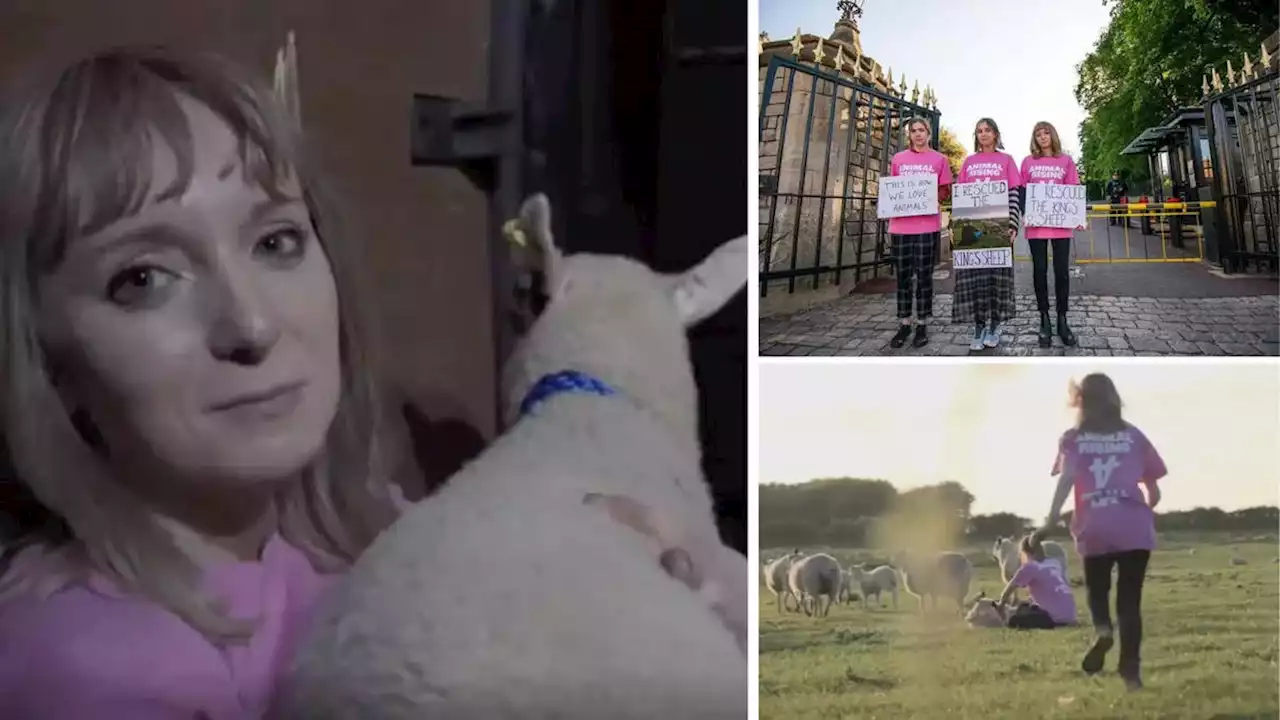 Three lambs taken from King's Sandringham Estate 'still missing' as eco activists released on bail