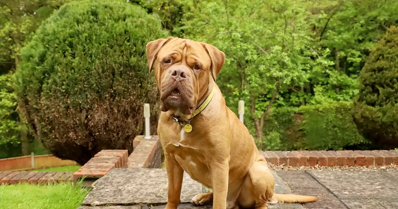 21 dogs at Leeds Dogs Trust looking for their forever home this summer