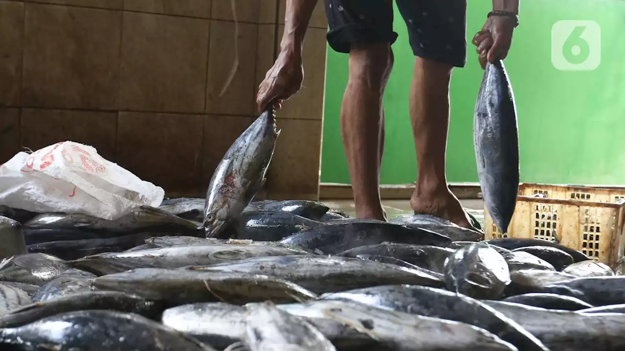 Rugikan Nelayan, KKP Segel Ikan Salem Impor di 3 Gudang Kalimantan Barat