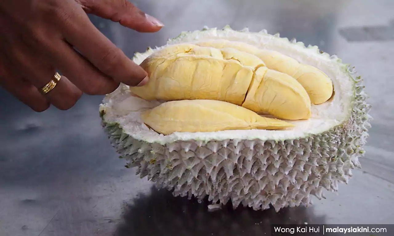 Low demand for durians due to prolonged hot weather – grower