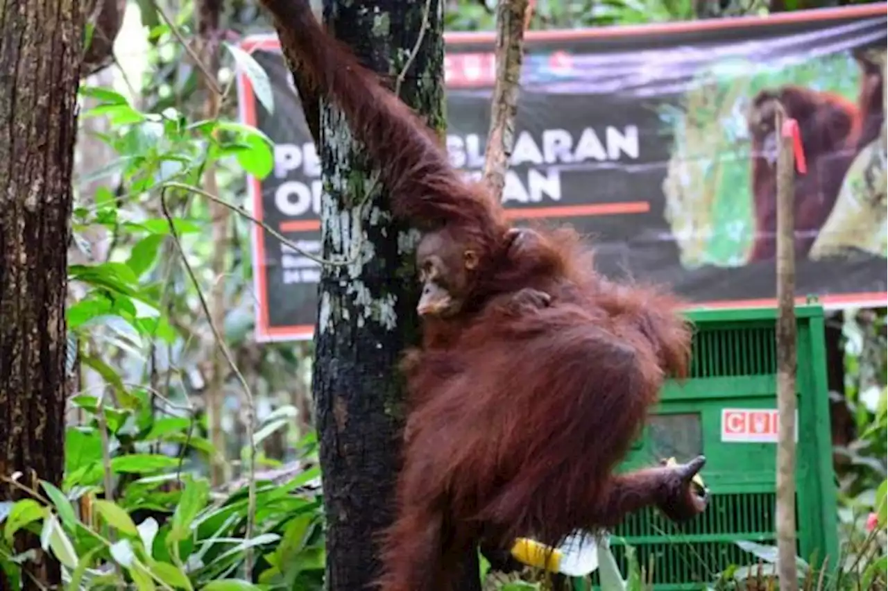 Tiga Orangutan Dilepasliarkan di Hutan Lindung Gunung Mesangat