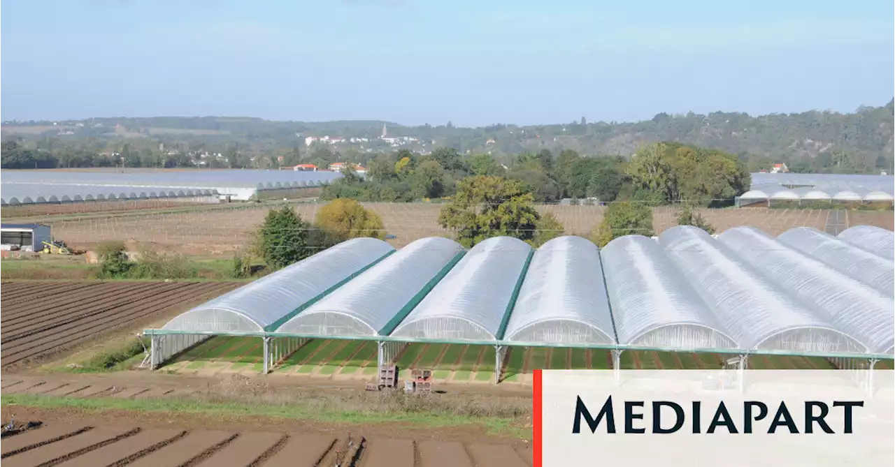 Près de Nantes et d’Angers, l’insatiable appétit de terres des maraîchers industriels