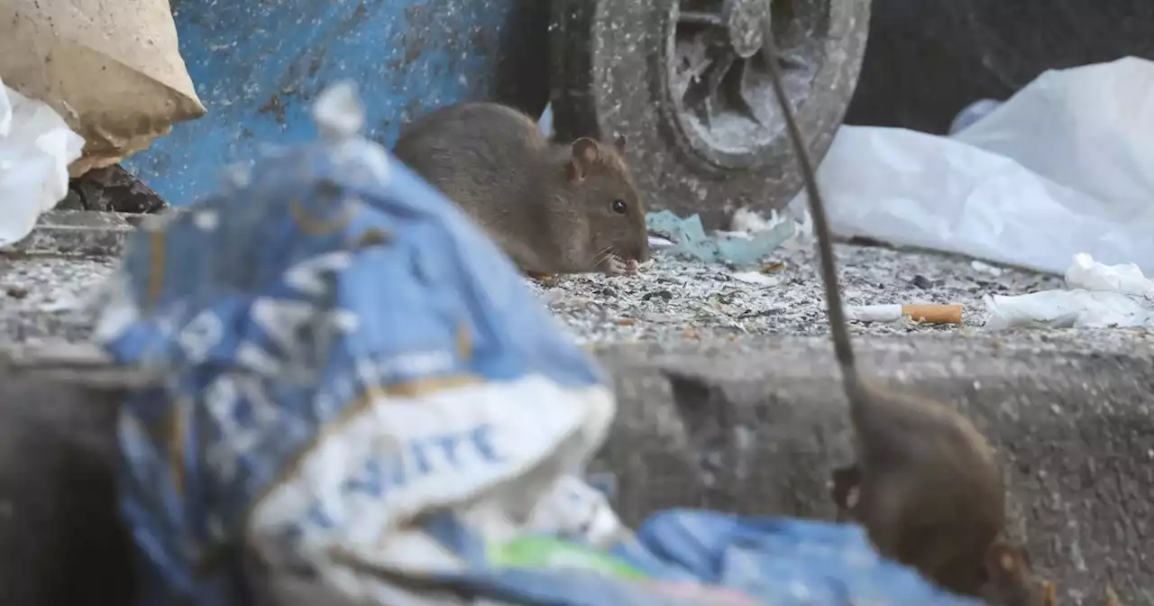 Grim images show vermin FEASTING on rubbish dumped in Manchester street