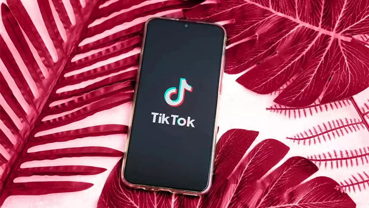 TikTok tiene en talleres su propio chatbot de IA: Tako