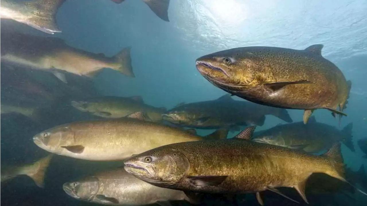 Non-profit petitions for Chinook salmon to receive federal protection