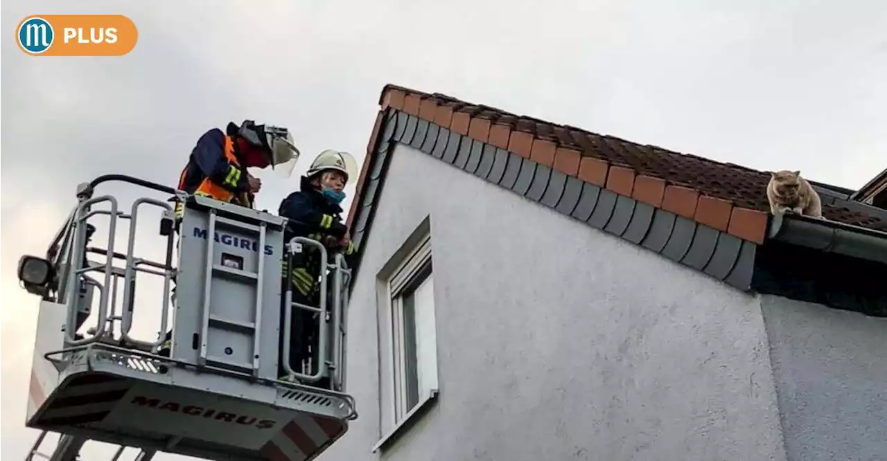 Feuerwehr-Drama in Sinzing: Einsatzleiter „hat Verantwortung übernommen“